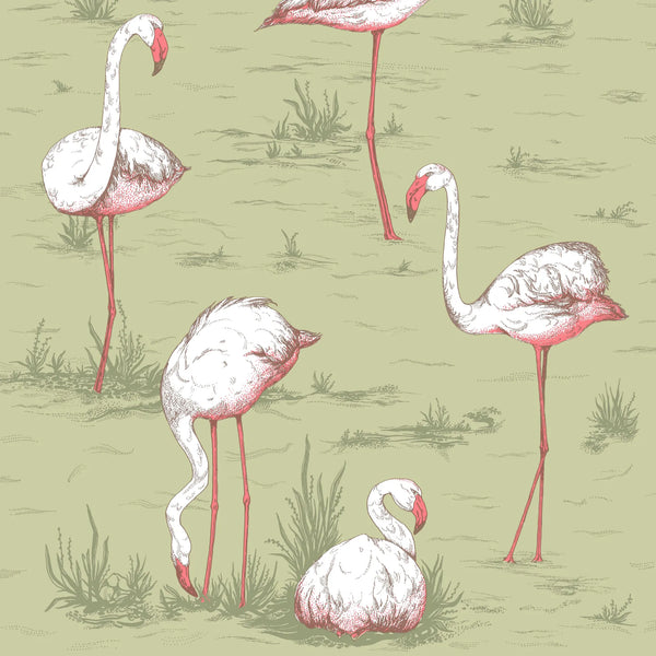 Flamingos